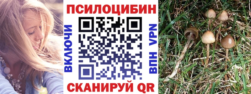 Купить где  Кимры  Псилоцибиновые грибы мицелий 